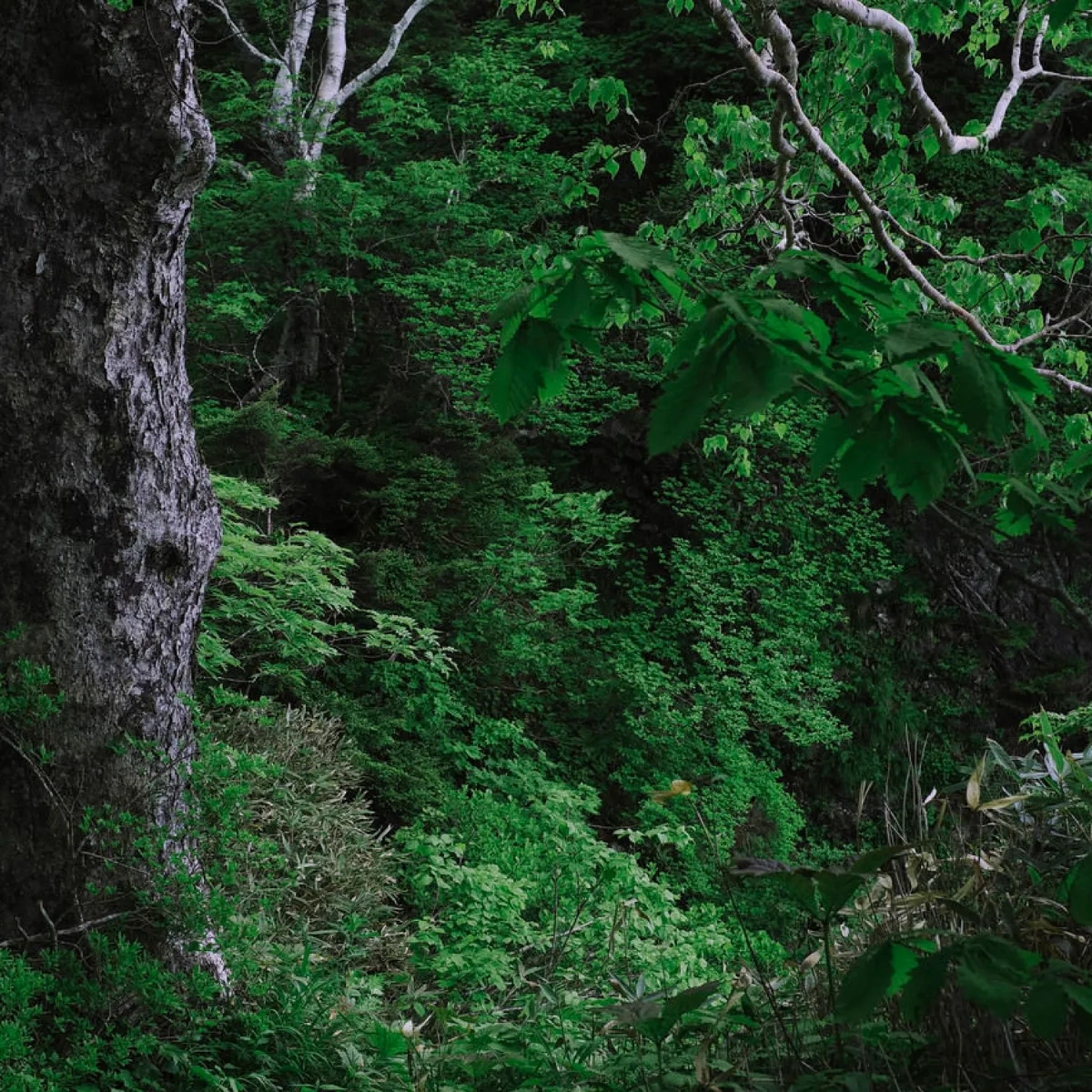 Forest — cinnamon leaf source