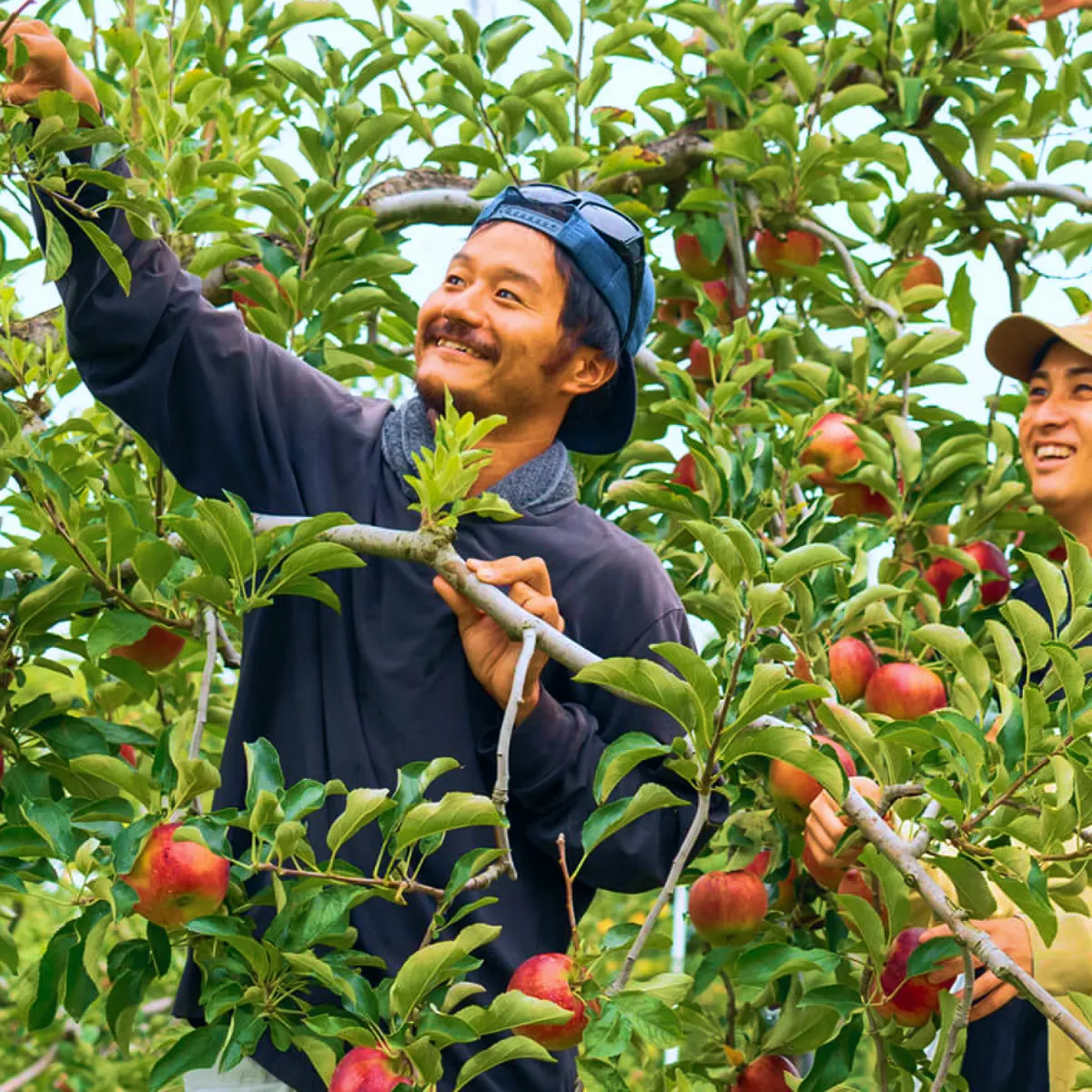 Farmer in the orchard